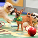 Illustration for article titled Plexiglas, poop, and penguins: Life behind the scenes on the Puppy Bowl